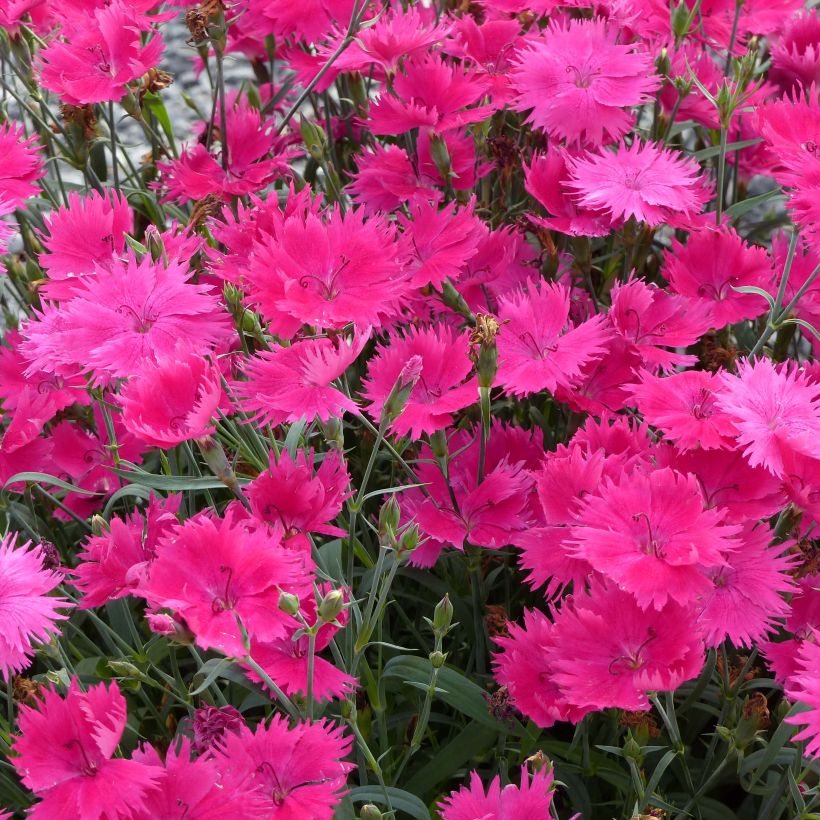 Pracht-Nelke Suntory Pink - Dianthus superbus (Flowering)