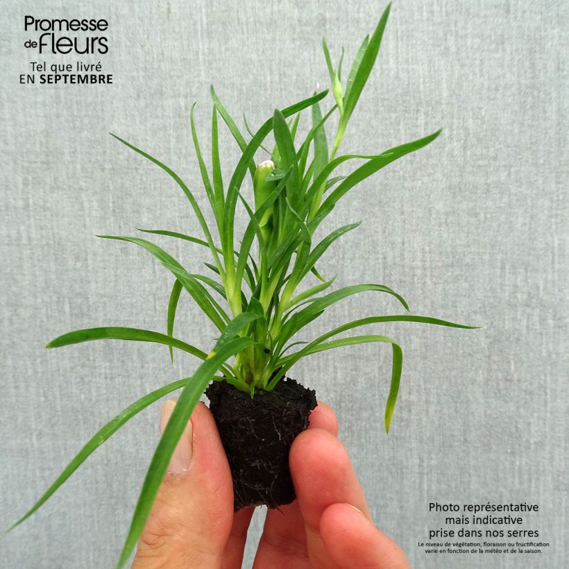 Example of Dianthus barbatus Sunflor Red Esta - Bartnelke Mini-Plug Ø 1,5/2,5 cm as you get in automne