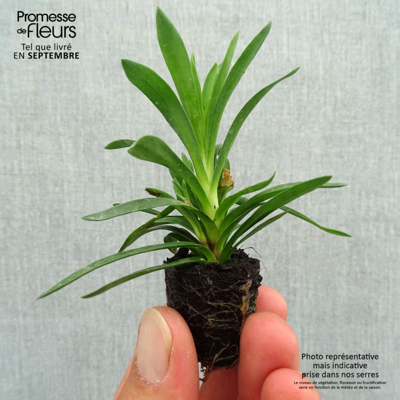 Example of Garten-Nelke Sunflor Sinclair - Dianthus Mini-Plug Ø 1,5/2,5 cm as you get in automne