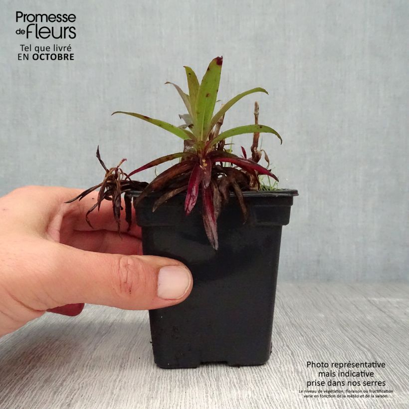 Example of Dianthus barbatus Nigrescens Sooty - Bartnelke Kleine Töpfe von 7/8 cm as you get in automne