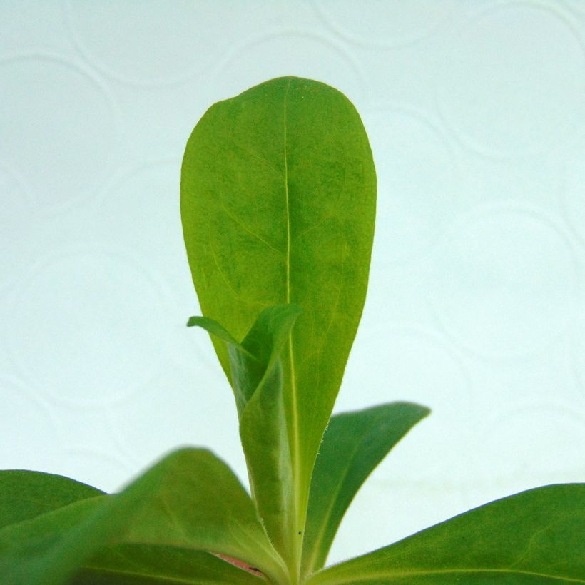 Dianthus barbatus Precurseur - Bartnelke (Foliage)