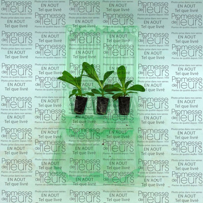 Example of Dianthus barbatus Precurseur - Bartnelke Mini-Plug Ø 3/4 cm as you get