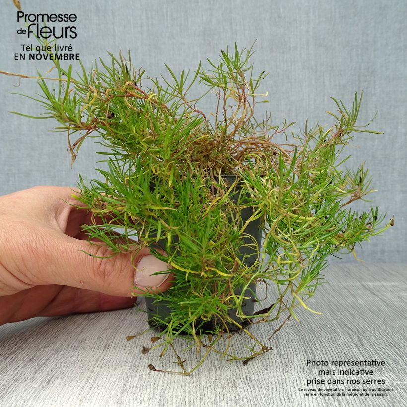 Example of Petrorhagia saxifraga - Steinbrech-Felsennelke Kleine Töpfe von 8/9 cm as you get in automne