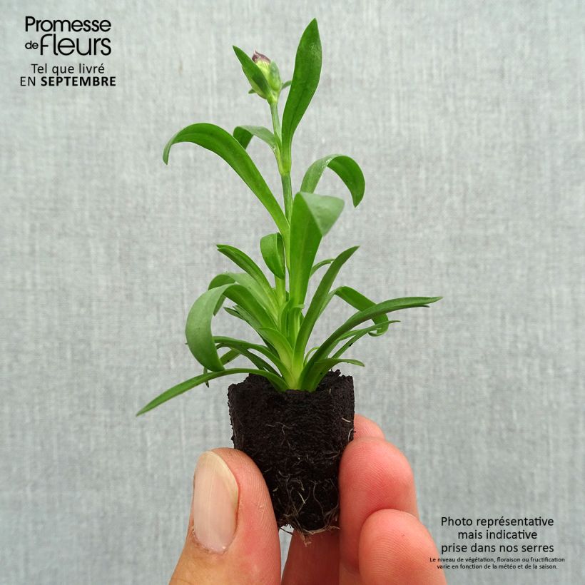 Example of Garten-Nelke Sunflor Beetle - Dianthus Mini-Plug Ø 1,5/2,5 cm as you get in automne
