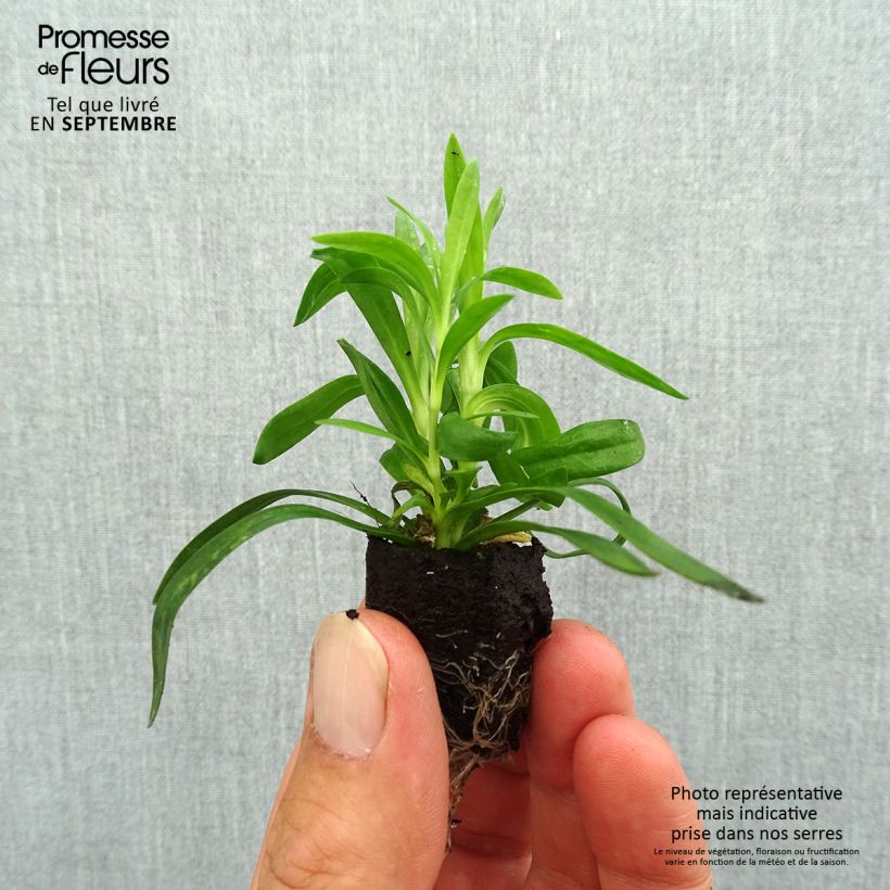 Example of Garten-Nelke Sunflor Cosmos - Dianthus Mini-Plug Ø 1,5/2,5 cm as you get in automne