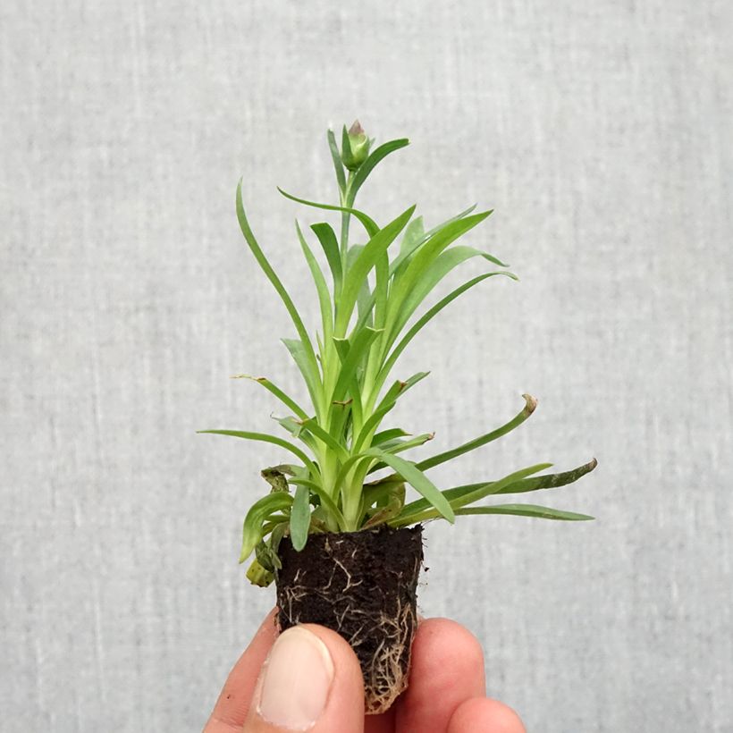 Example of Garten-Nelke Sunflor Evert - Dianthus Mini-Plug Ø 1,5/2,5 cm as you get in automne