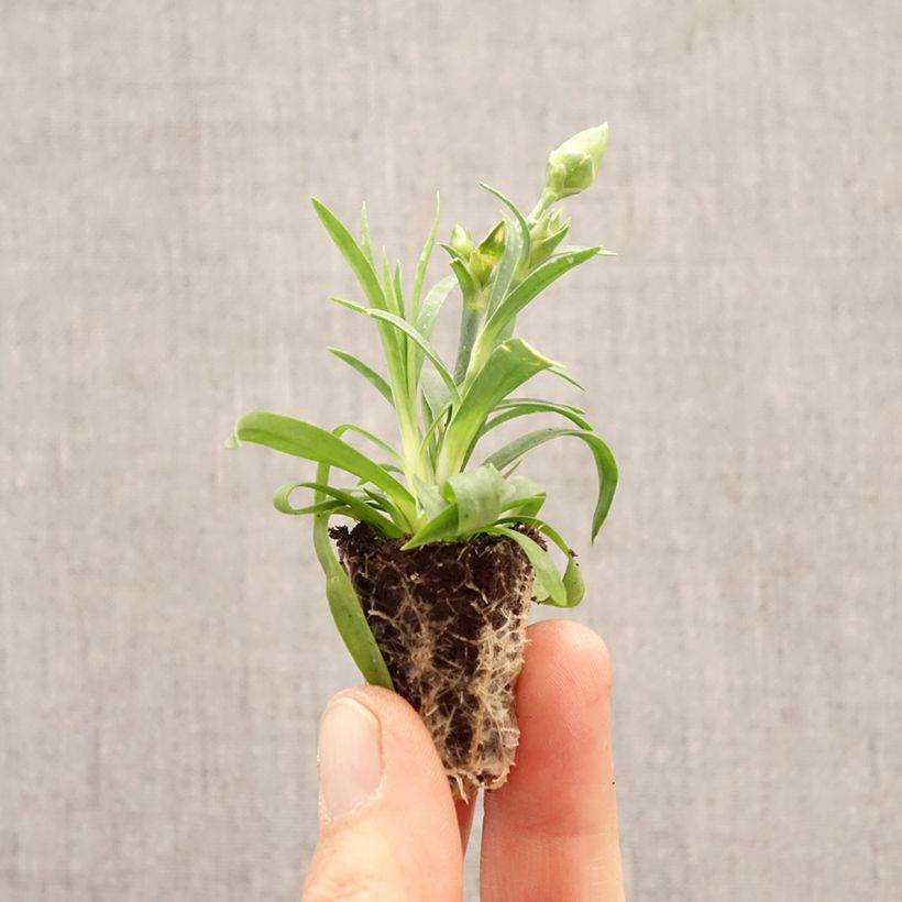 Exemplar von Garten-Nelke Sunflor Evert - Dianthus Mini-Plug Ø 1,5/2,5 cm wie im Frühjahr geliefert