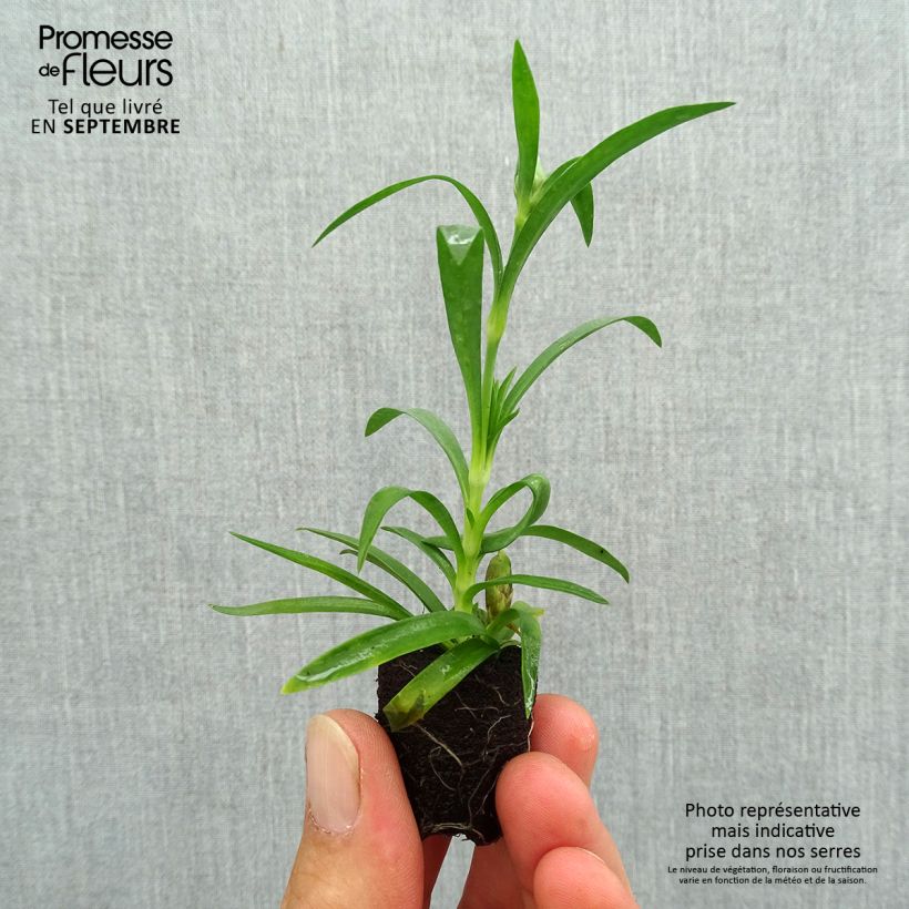 Exemplar von Garten-Nelke Sunflor Megan - Dianthus Mini-Plug Ø 1,5/2,5 cm wie im Herbst geliefert
