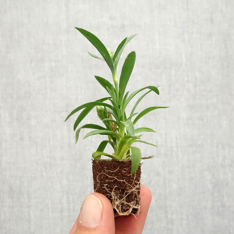 Example of Garten-Nelke Sunflor Megan - Dianthus Mini-Plug Ø 1,5/2,5 cm as you get in automne