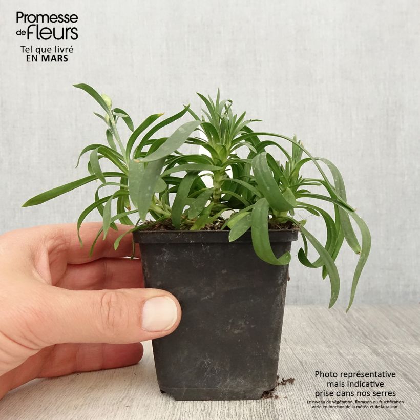 Example of Garten-Nelke Sunflor Sinclair - Dianthus Kleine Töpfe von 8/9 cm as you get in printemps