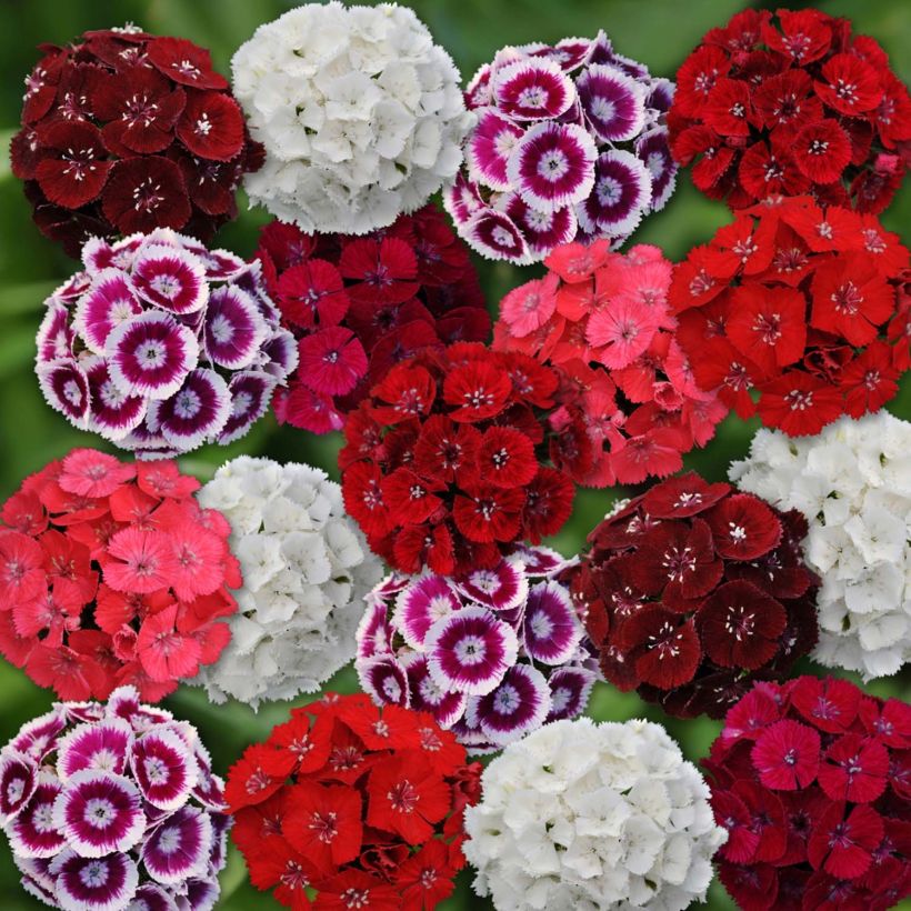 Dianthus barbatus Gigas Mix - Bartnelke (Flowering)