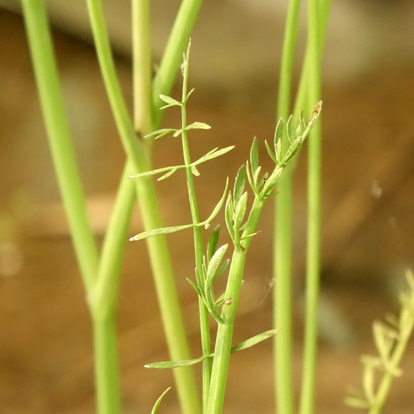 Oenanthe aquatica - Wasserfenchel (Foliage)