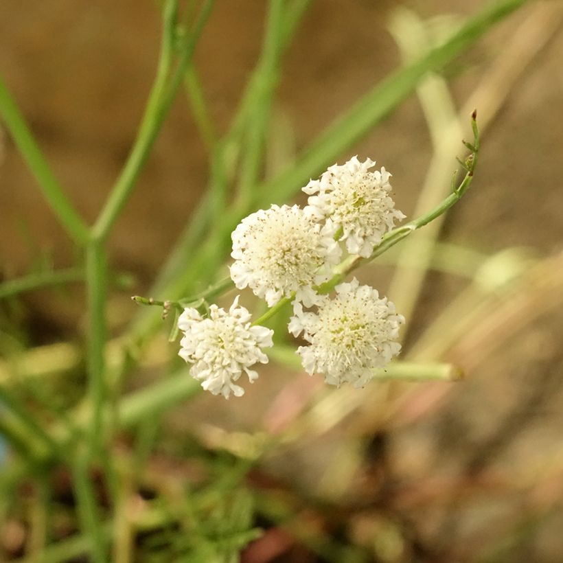 Oenanthe aquatica - Wasserfenchel (Flowering)