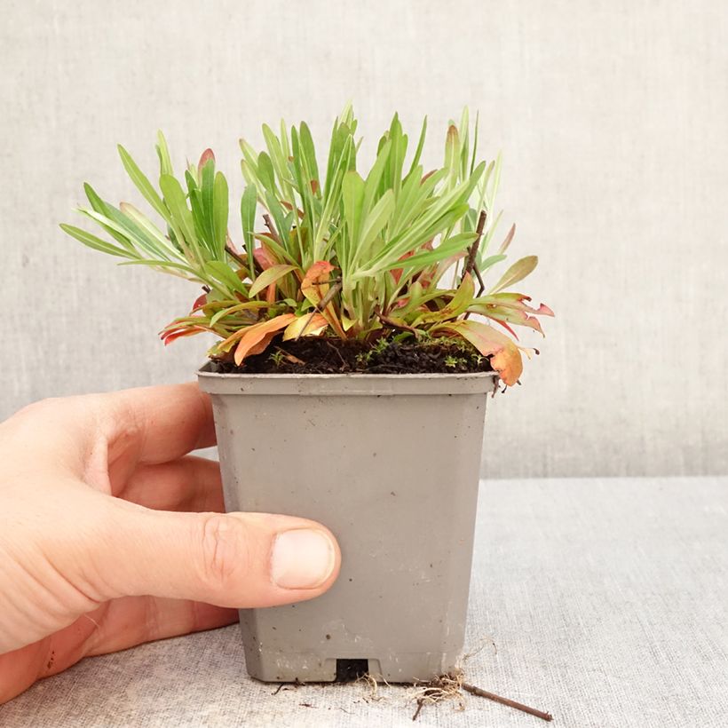 Exemplar von Oenothera fruticosa African Sun - Stauden-Nachtkerze Kleine Töpfe von 8/9 cm wie im Frühjahr geliefert