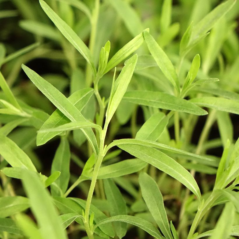 Oenothera fruticosa African Sun - Stauden-Nachtkerze (Foliage)