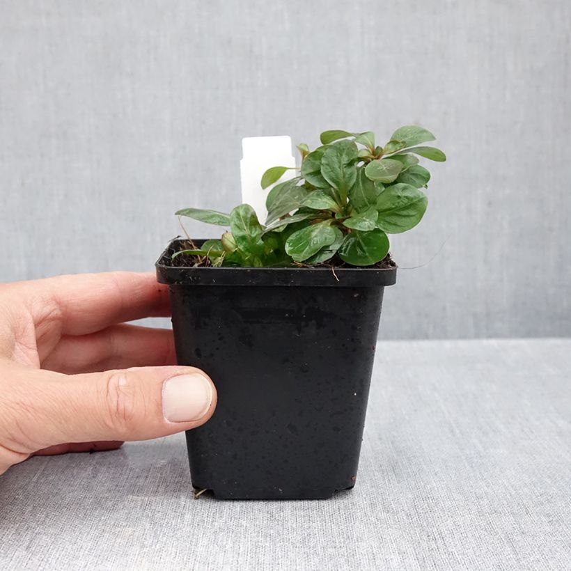 Exemplar von Oenothera fruticosa Hohes Licht - Stauden-Nachtkerze Kleine Töpfe von 8/9 cm wie im Herbst geliefert