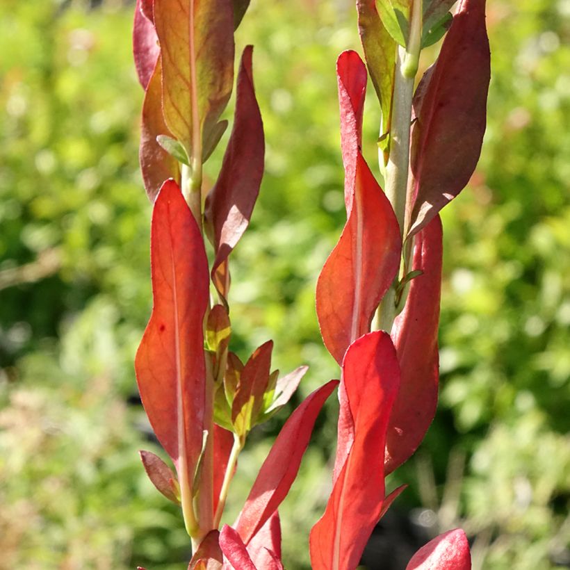 Oenothera fruticosa Hohes Licht - Stauden-Nachtkerze (Foliage)
