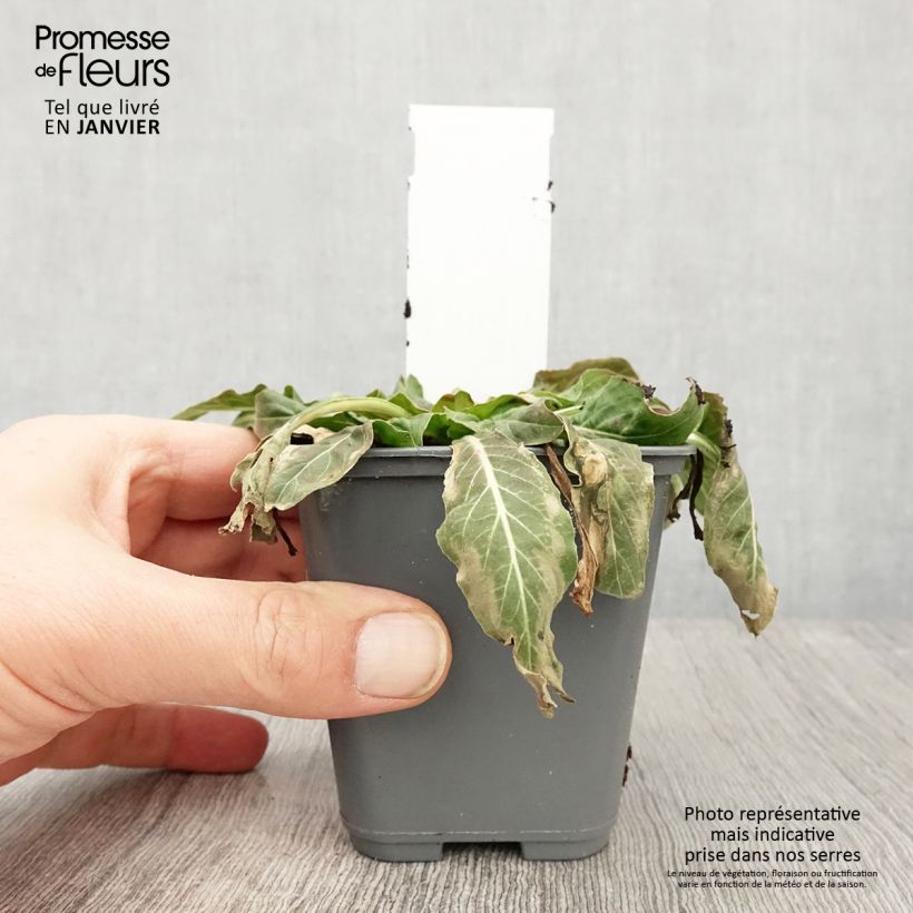 Exemplar von Oenothera glazioviana - Rotkelchige Nachtkerze Kleine Töpfe von 8/9 cm wie im Winter geliefert