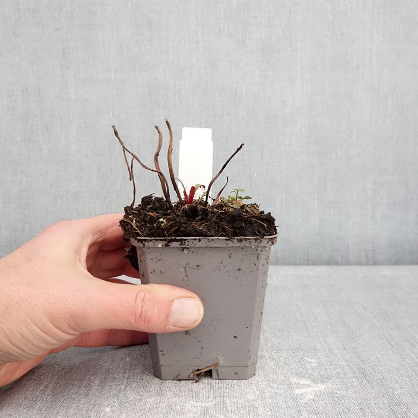 Exemplar von Oenothera missouriensis - Missouri-Nachtkerze Kleine Töpfe von 7/8 cm wie im Winter geliefert