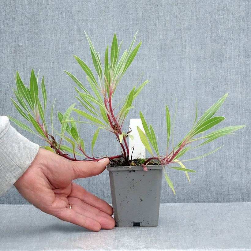 Example of Oenothera missouriensis - Missouri-Nachtkerze Kleine Töpfe von 7/8 cm as you get in ete