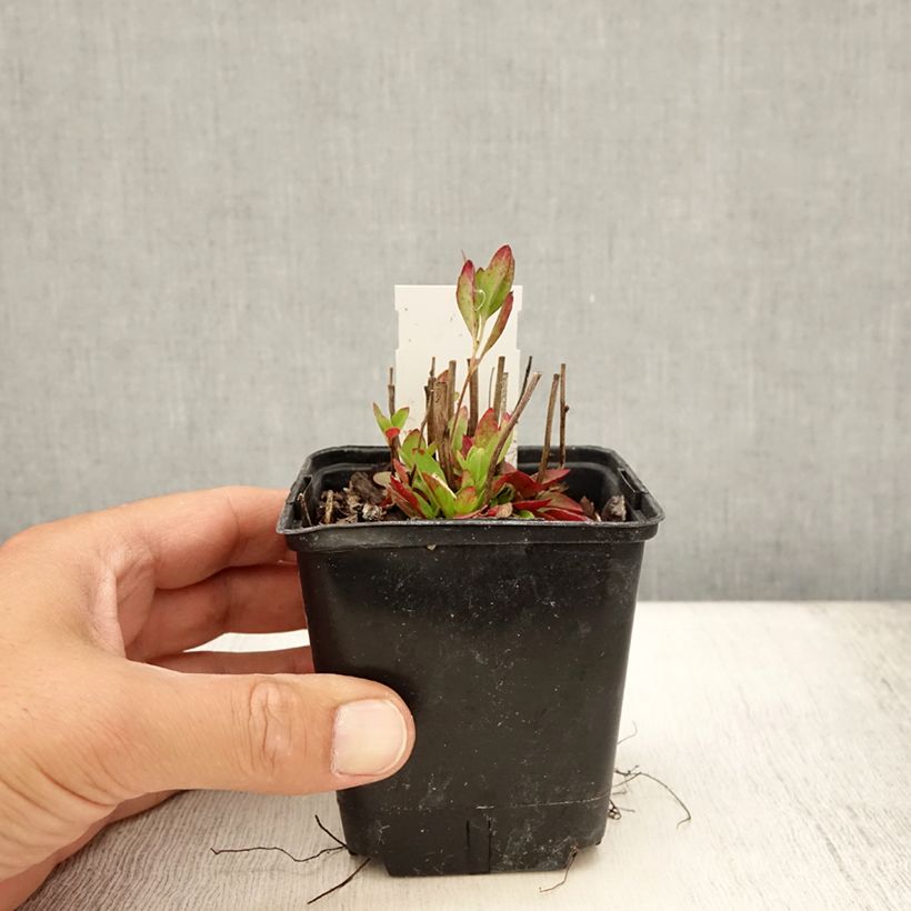 Exemplar von Oenothera tetragona - Nachtkerze Kleine Töpfe von 8/9 cm wie im Sommer geliefert