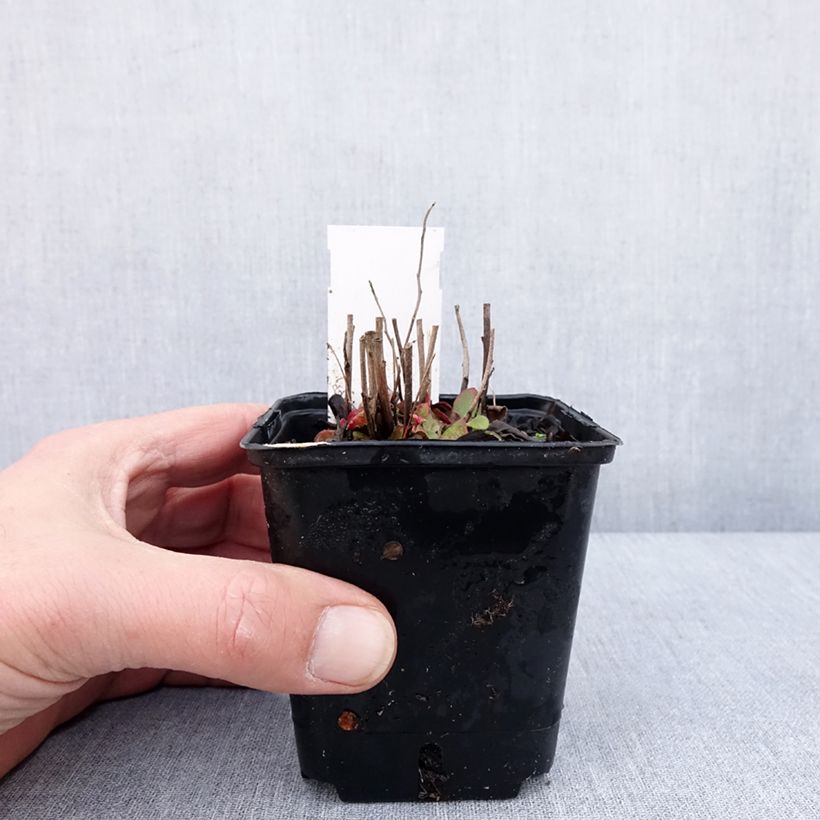 Exemplar von Oenothera tetragona - Nachtkerze Kleine Töpfe von 8/9 cm wie im Winter geliefert