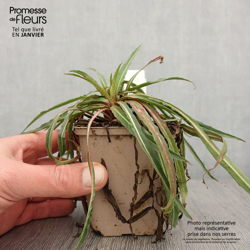 Example of Oenothera stricta Sulphurea - Steife Nachtkerze Kleine Töpfe von 8/9 cm as you get in hiver