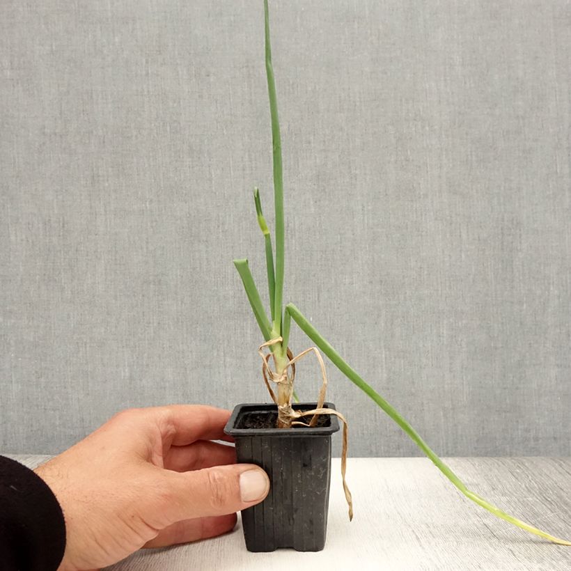 Exemplar von Allium x proliferum - Etagenzwiebel Kleine Töpfe von 7/8 cm wie im Sommer geliefert