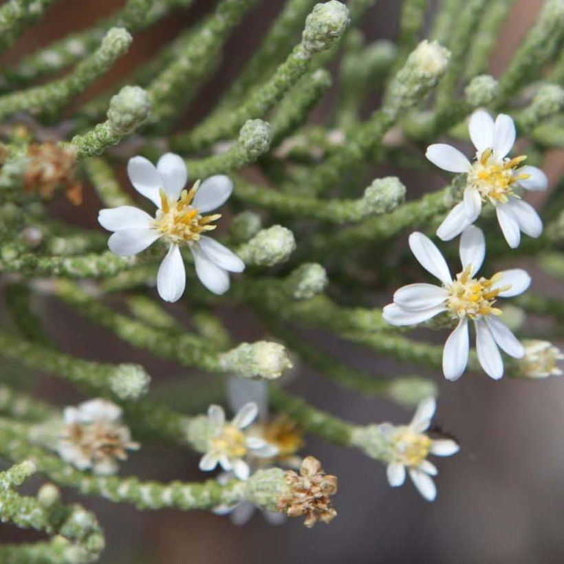 Olearia lepidophylla - Baumaster (Flowering)