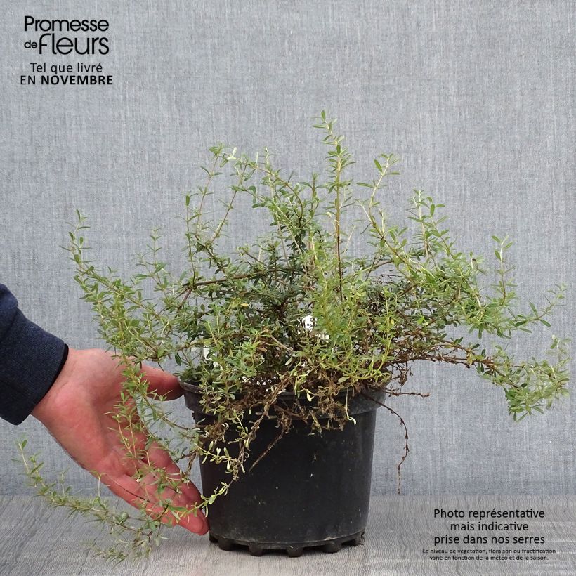 Example of Olearia solandri Aurea - Baumaster Topf mit 2L/3L as you get in automne