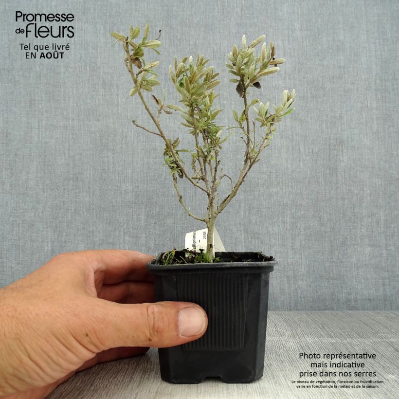 Example of Olearia scilloniensis Compacta - Baumaster Kleine Töpfe von 8/9 cm as you get in ete