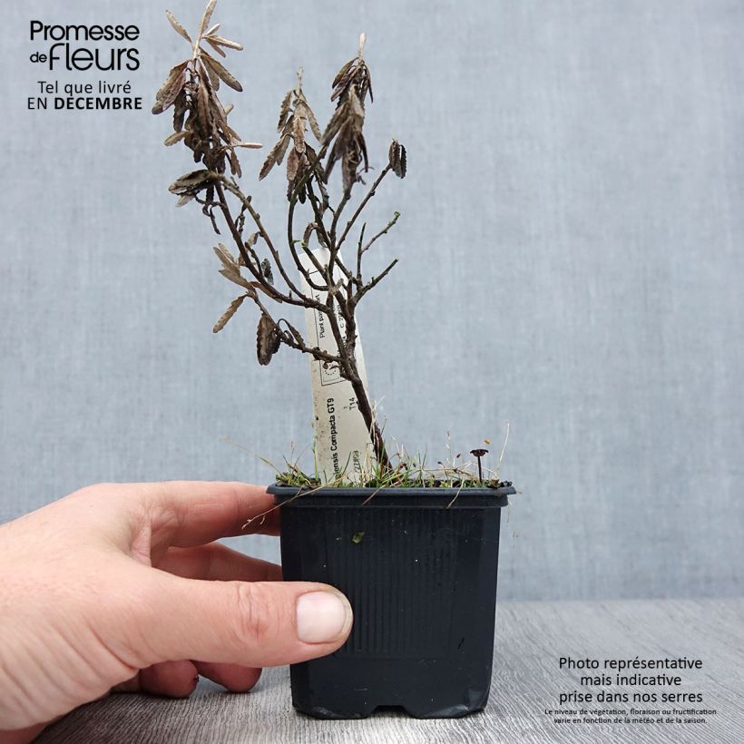 Exemplar von Olearia scilloniensis Compacta - Baumaster Kleine Töpfe von 8/9 cm wie im Winter geliefert