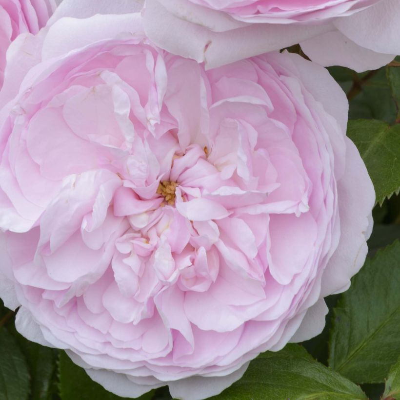 Stammrose David Austin Olivia Rose Austin (Flowering)