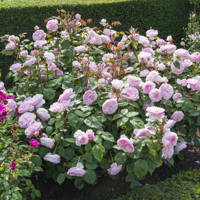 Stammrose David Austin Olivia Rose Austin (Plant habit)