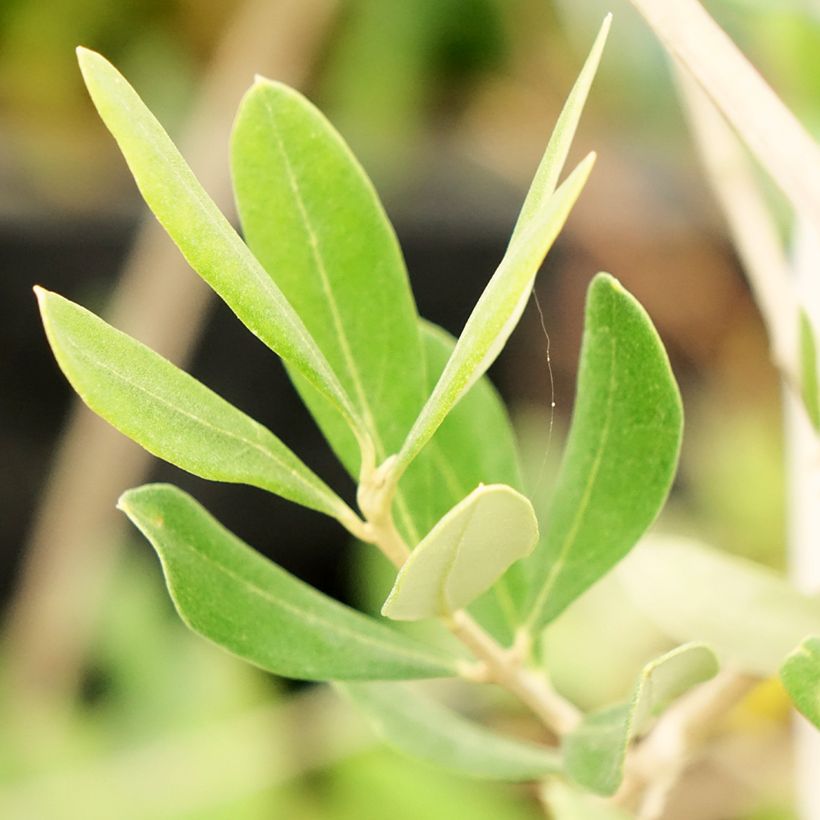 Ölbaum Frantoio - Olea europaea (Laub)