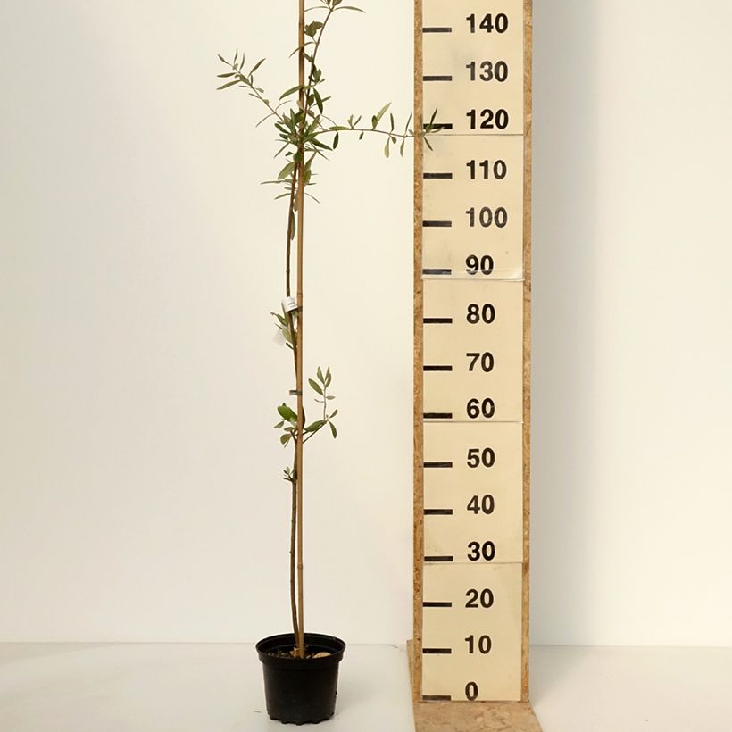 Exemplar von Ölbaum Frantoio - Olea europaea Topf mit 3L/4L wie im Frühjahr geliefert