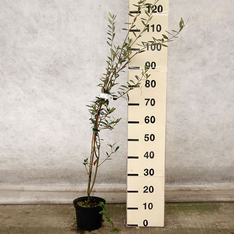 Example of Ölbaum Grossanne - Olea europaea Topf mit 3L/4L as you get in automne