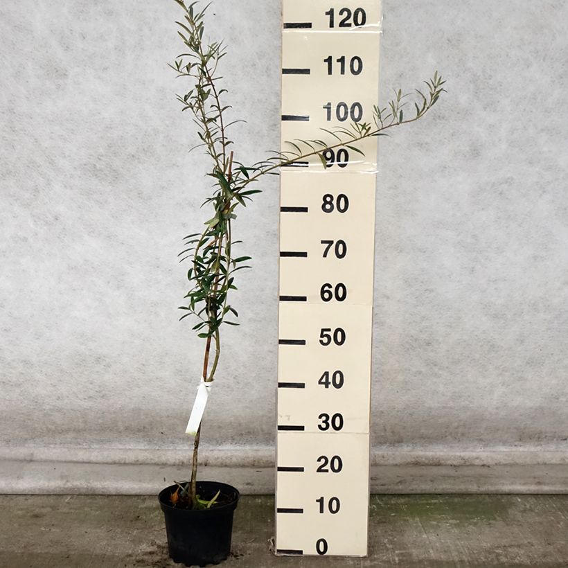 Example of Ölbaum Lucques - Olea europaea Topf mit 3L/4L, Strauch/Busch, mehrstämmig as you get in automne