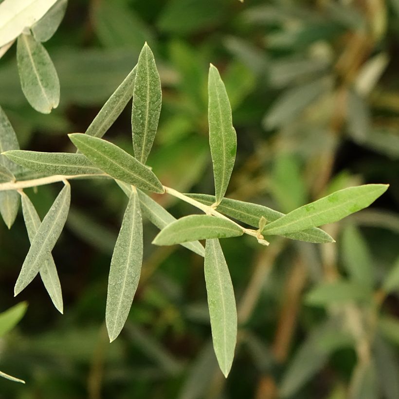 Ölbaum Lucques - Olea europaea (Foliage)