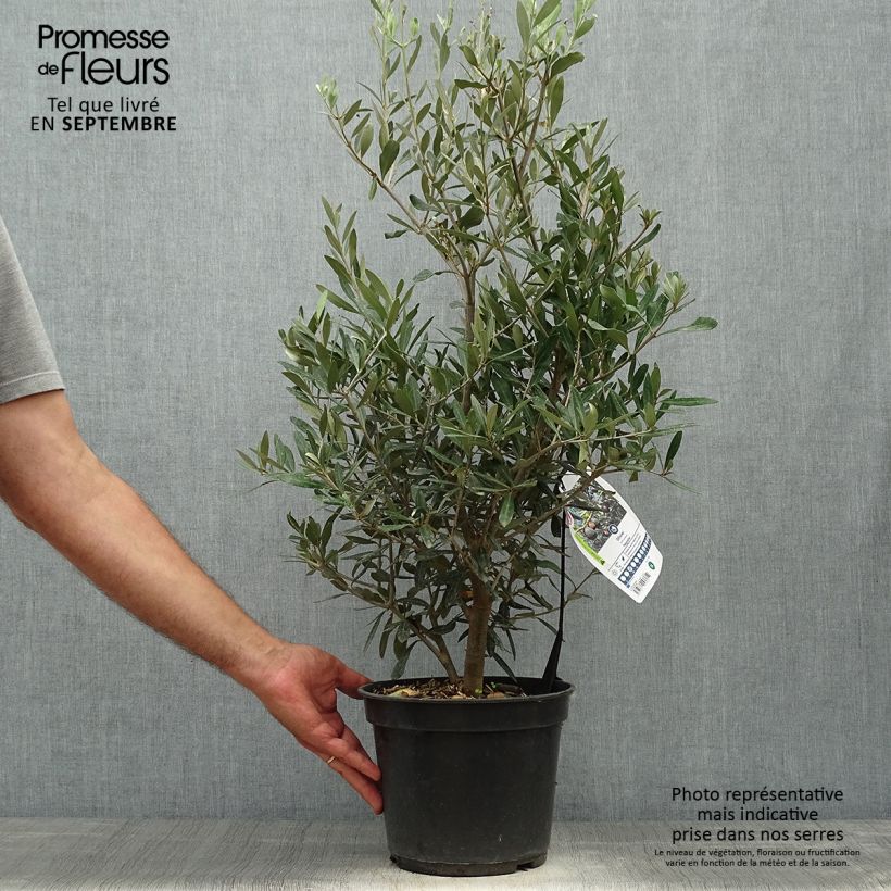 Example of Ölbaum Negrette - Olea europaea Topf mit 4L/5L as you get in automne