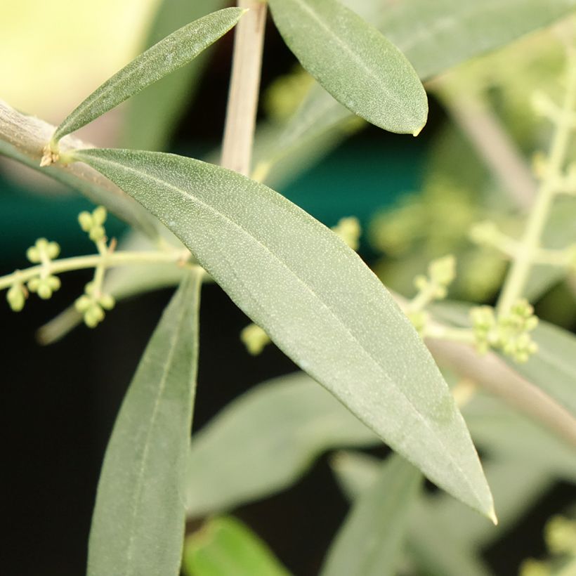 Ölbaum Negrette - Olea europaea (Foliage)