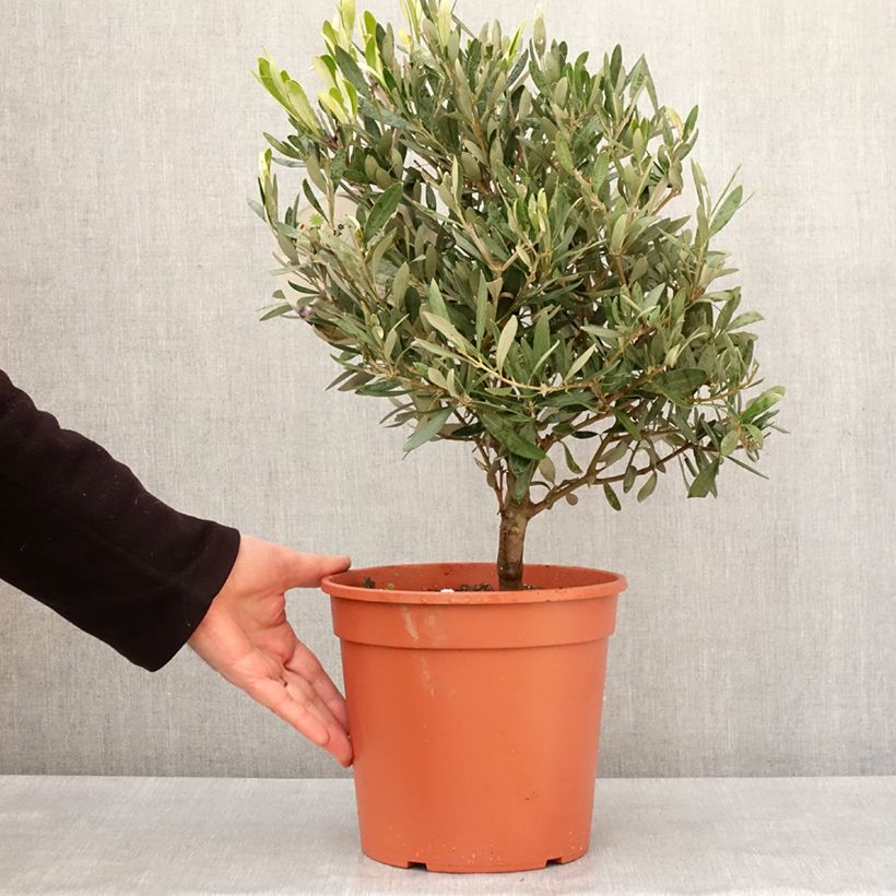 Example of Ölbaum - Olea europaea Topf mit 2L/3L as you get in hiver