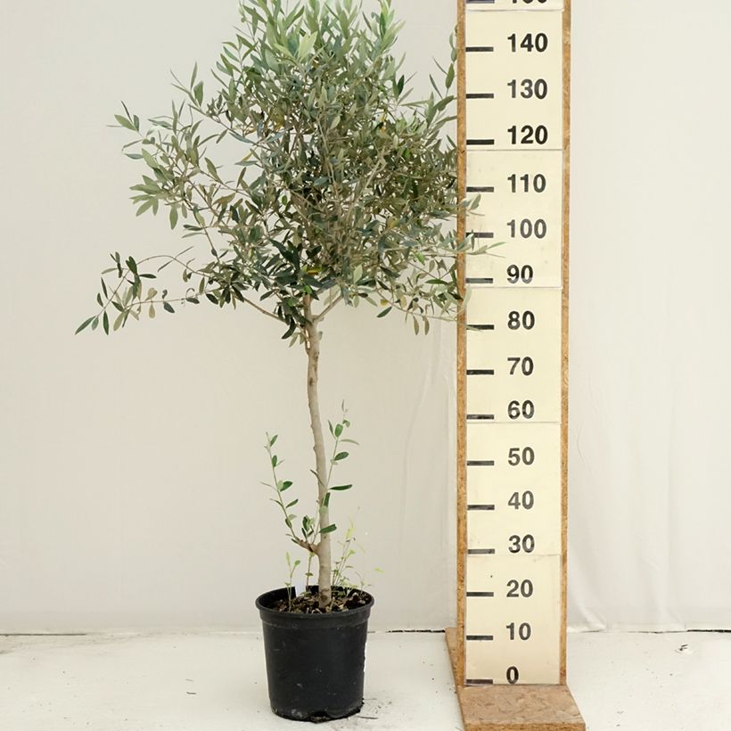 Example of Ölbaum - Olea europaea Topf mit 7,5L/10L as you get in ete