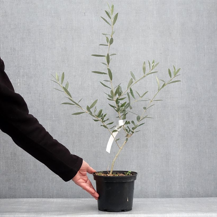 Example of Ölbaum Picholine - Olea europaea Topf mit 3L/4L, Strauch/Busch, mehrstämmig as you get in hiver