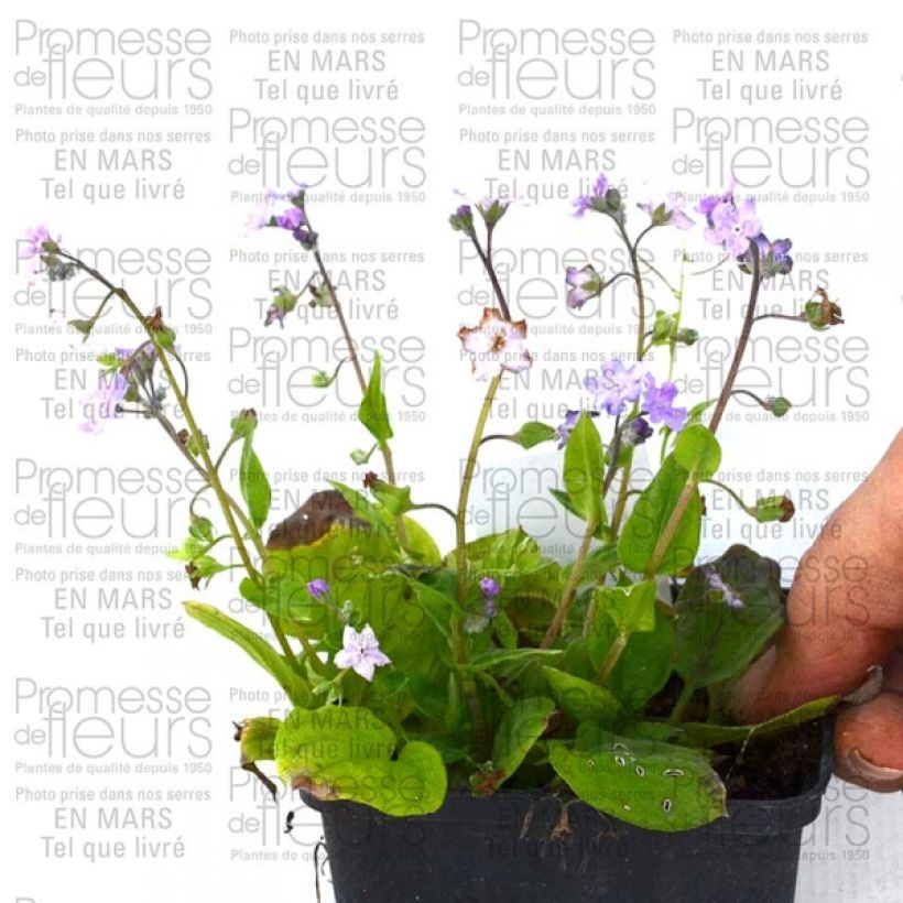 Example of Omphalodes cappadocica Lilac Mist - Kaukasus-Gedenkemein Kleine Töpfe von 8/9 cm as you get