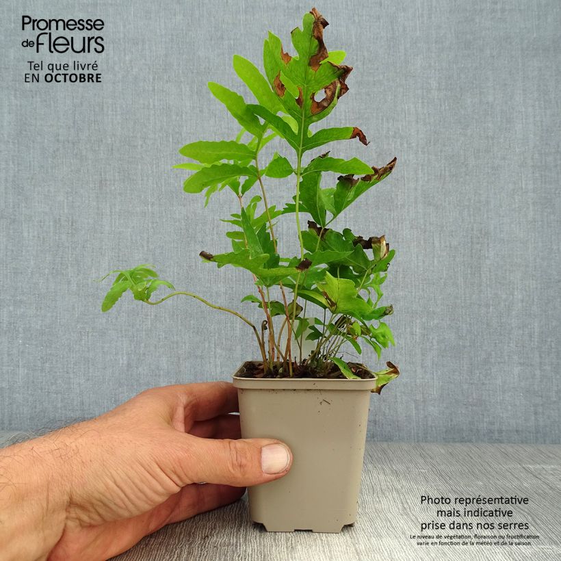 Example of Onoclea sensibilis - Perlfarn Kleine Töpfe von 8/9 cm as you get in automne