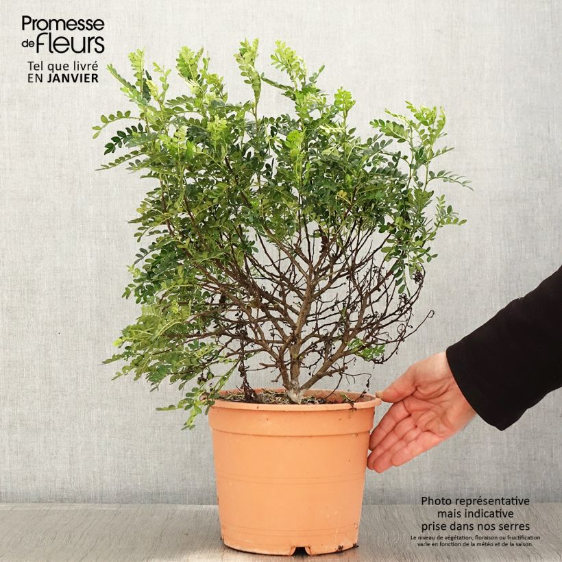 Exemplar von Operculicarya decaryi Topf mit 7,5L/10L wie im Winter geliefert