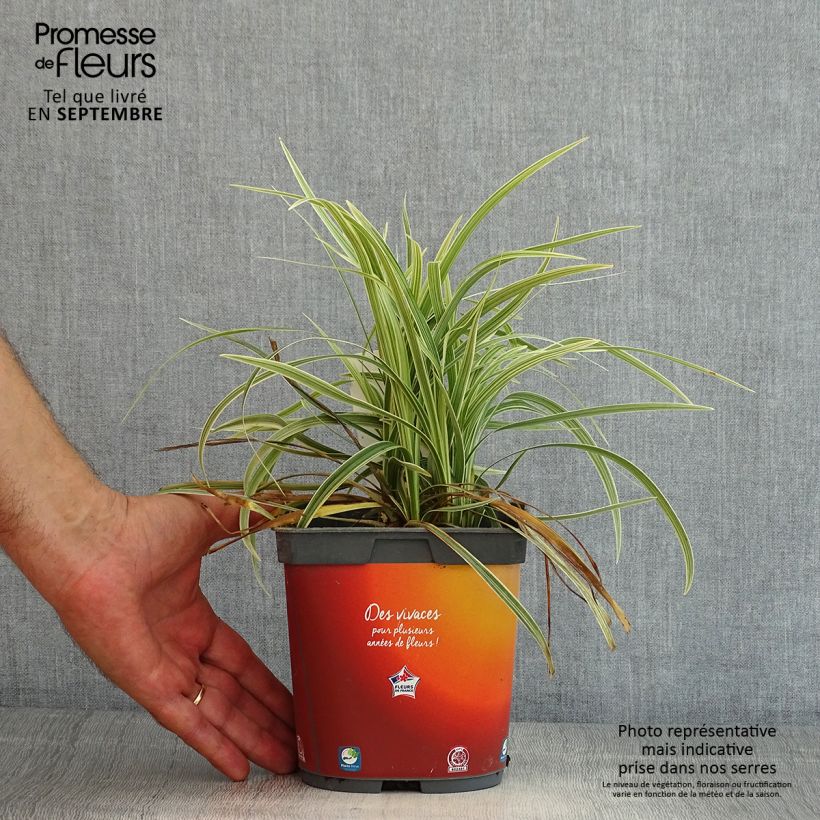 Example of Ophiopogon jaburan Albo Variegata - Schlangenbart Topf mit 2L/3L as you get in ete