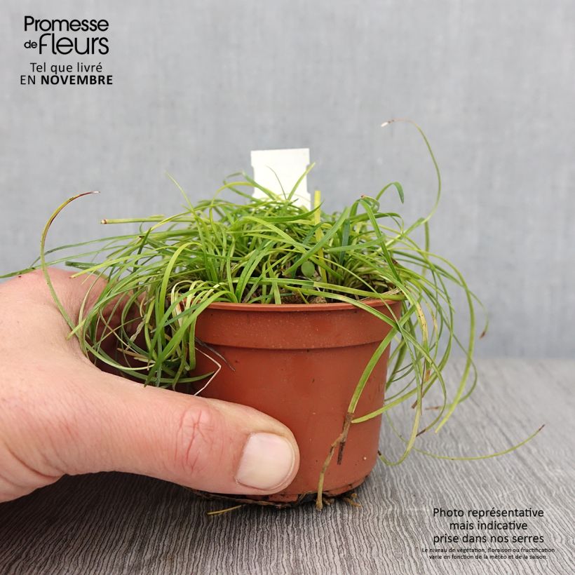 Example of Ophiopogon chingii - Schlangenbart Kleine Töpfe von 8/9 cm as you get in automne