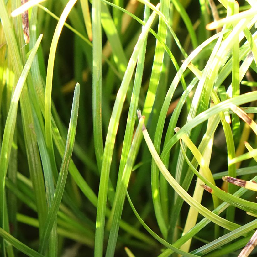 Ophiopogon chingii - Schlangenbart (Foliage)